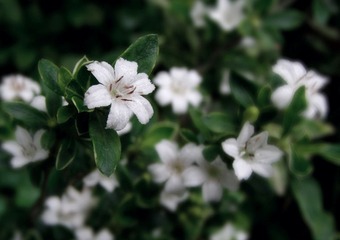 路边的小花