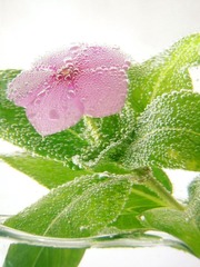 P9247436