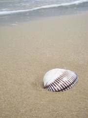 思念海洋