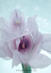 淡紫色的花