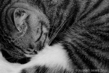 睡眠中的猫咪