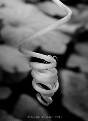 藤蔓上的小蜘蛛