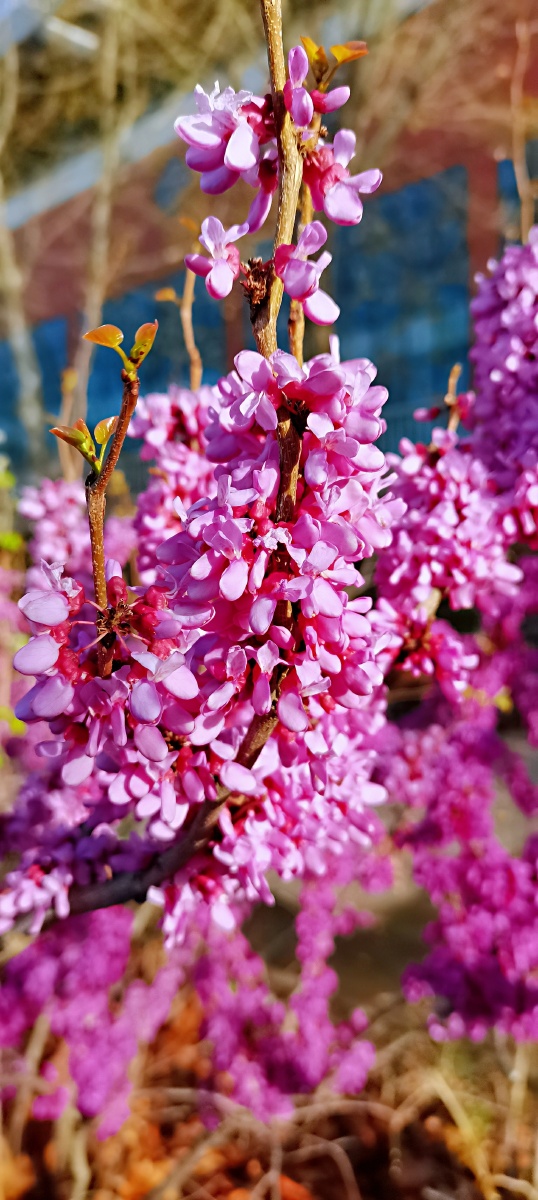 这个季节的花花绽放的好美啊