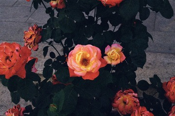 1981