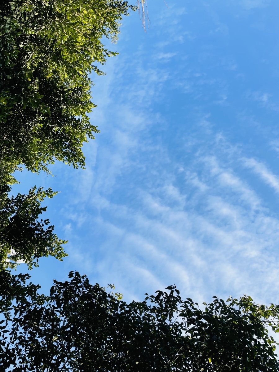 好天气好心情抬头看看蓝天白云绿树心旷神怡