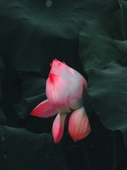 1000068462