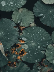 1000068509