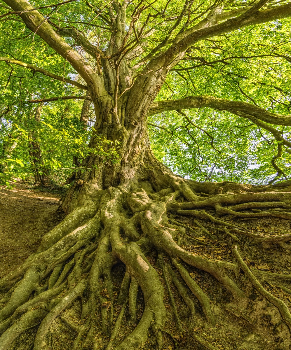 盘根错节的大树