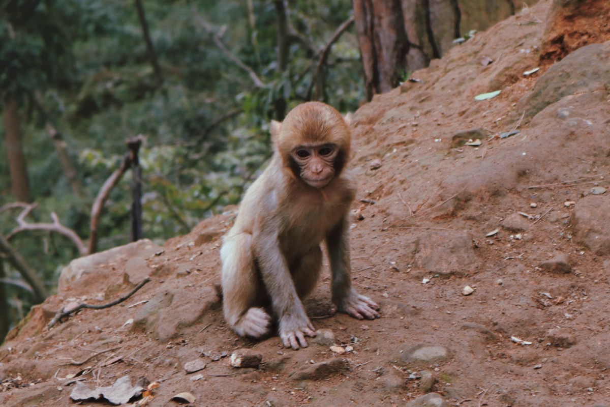 温馨滑稽孤独慵懒山上的猴子自由自在山下的人们被生活逼迫