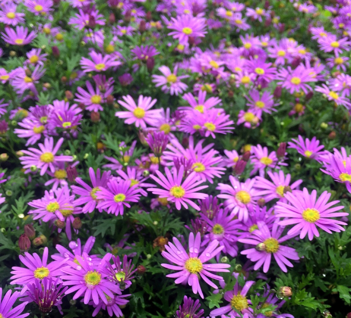路边花坛紫菊小花小紫菊雨后花开的更艳