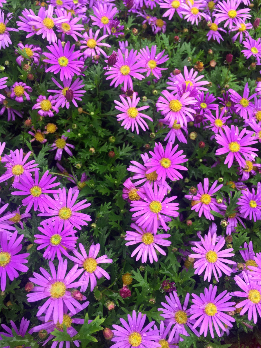 紫菊雨后春色紫色小菊花