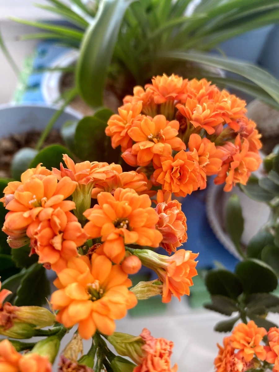 长寿花#给老人带来健康和吉祥之意.