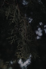 C90C450D-AAB1-4A05-B06D-44A24BC0F10E/L0/001