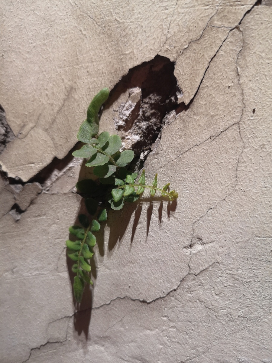 夹缝中求生存坚韧的力量