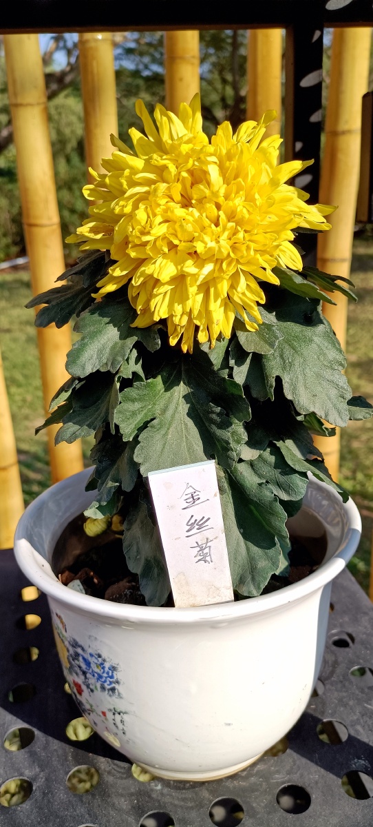 金丝菊