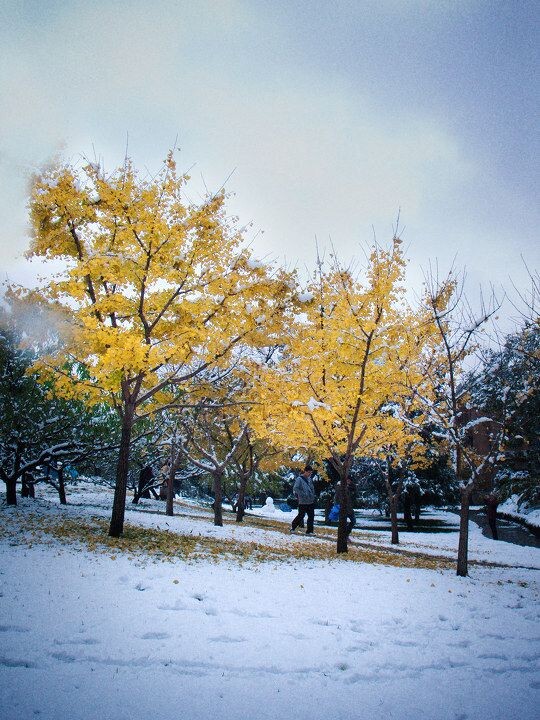 情人坡的两棵银杏树<br />
这场突如其来的大雪，让所有的银杏叶都早早的掉光了。