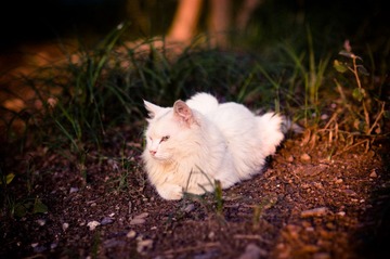 Free Cat