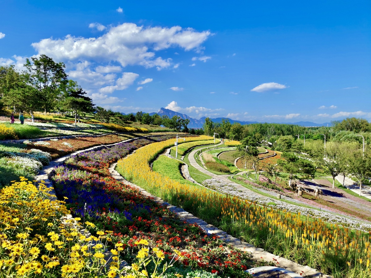 北京世园会的五彩花田