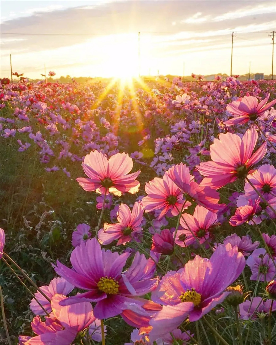 阳光普照大地大地铺满鲜花满眼都是欣欣向荣满眼都是百花争艳