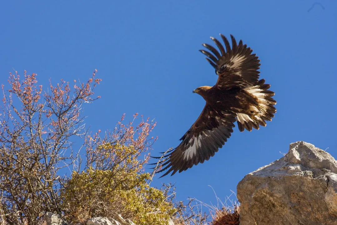 金雕- 传递美丽瞬间 - 图虫