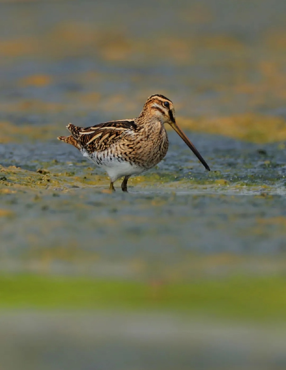 超长嘴喙扇尾沙锥