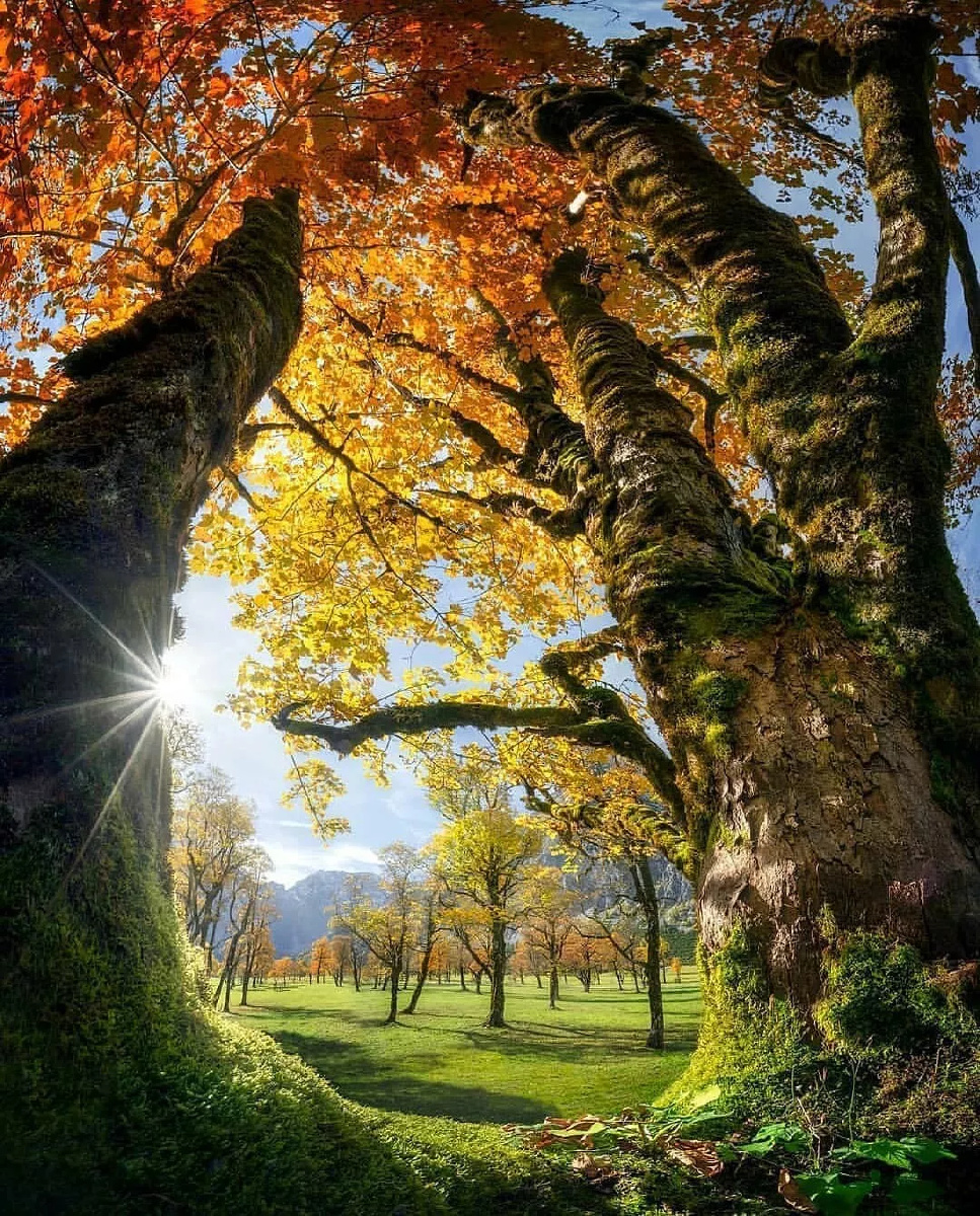 美丽阳光魅力之树