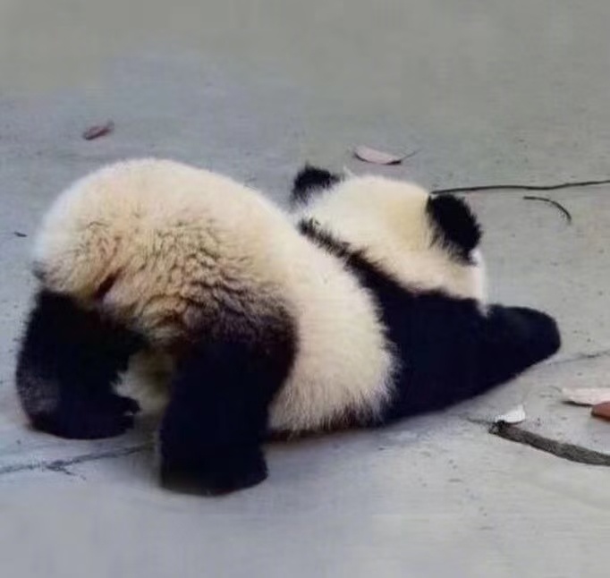 国宝中的活宝做鬼脸的熊猫地标四川大熊猫馆呲牙