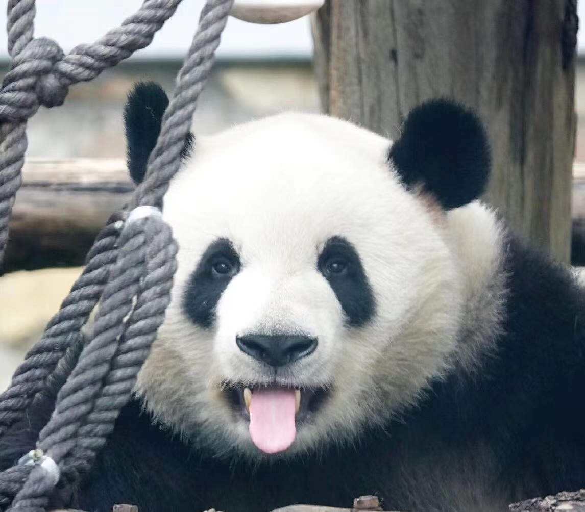 国宝中的活宝做鬼脸的熊猫地标四川大熊猫馆呲牙