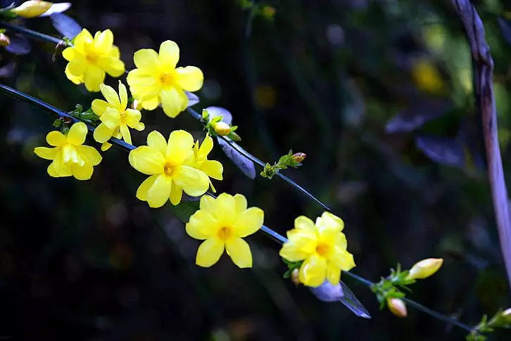 迎春花 - 传递美丽瞬间 - 图虫