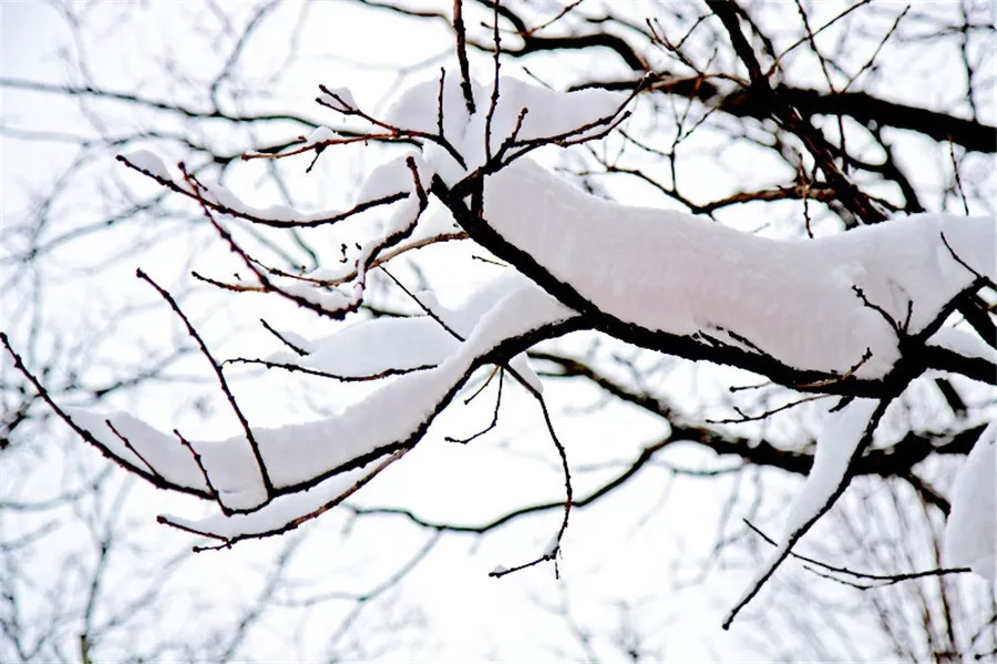 寒冬雪枝图真美