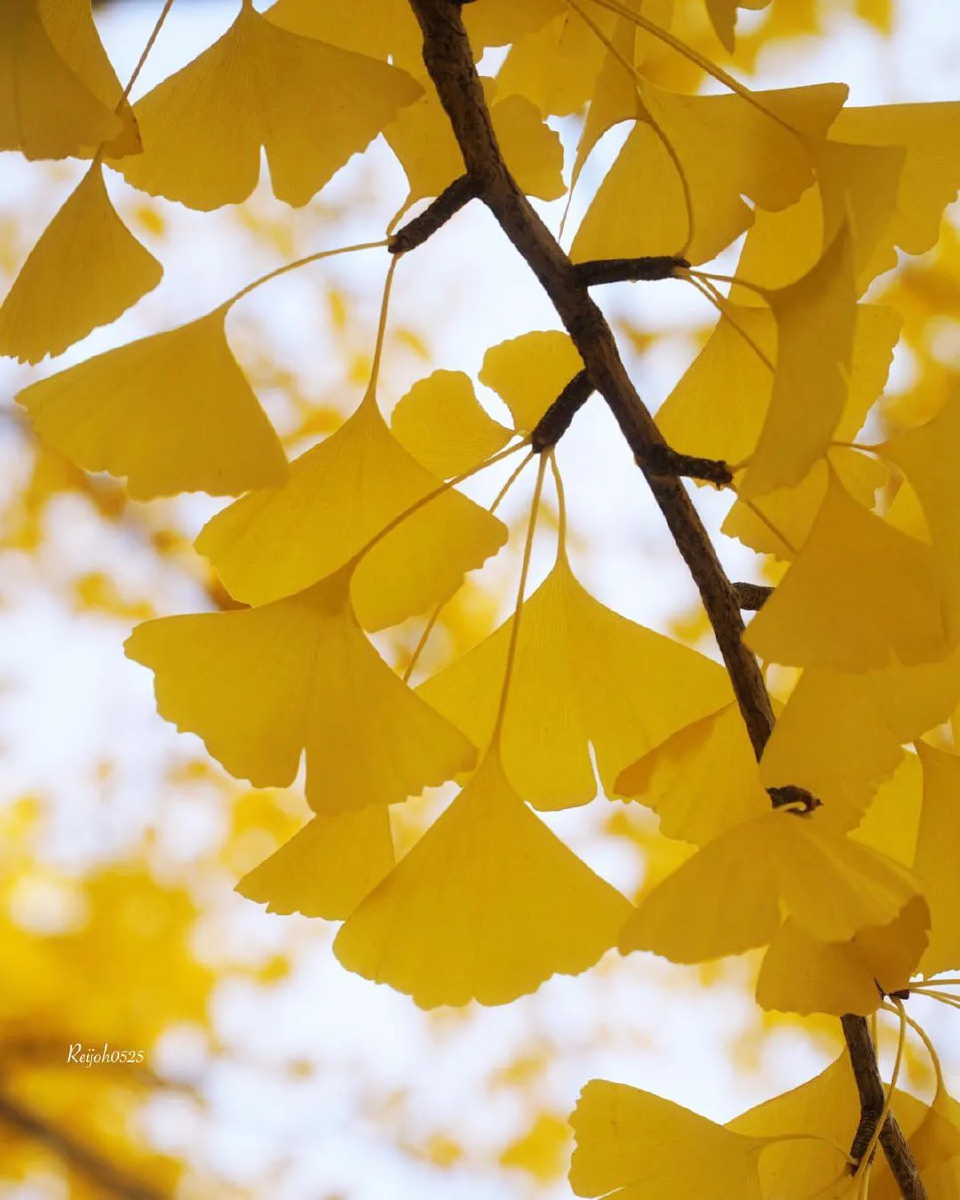 如果说秋天会因为枫叶而被染成了红色那么秋天也会因为银杏而变得金黄