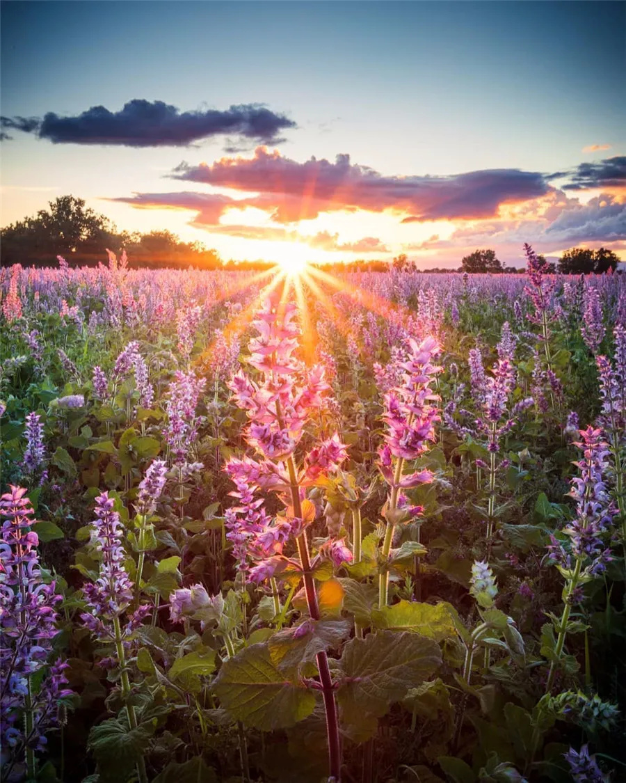 阳光普照大地大地铺满鲜花满眼都是欣欣向荣满眼都是百花争艳