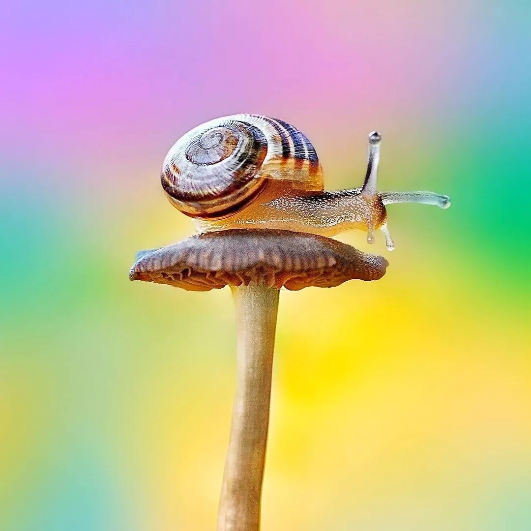 蜗牛爱上了花儿 - 传递美丽瞬间 - 图虫