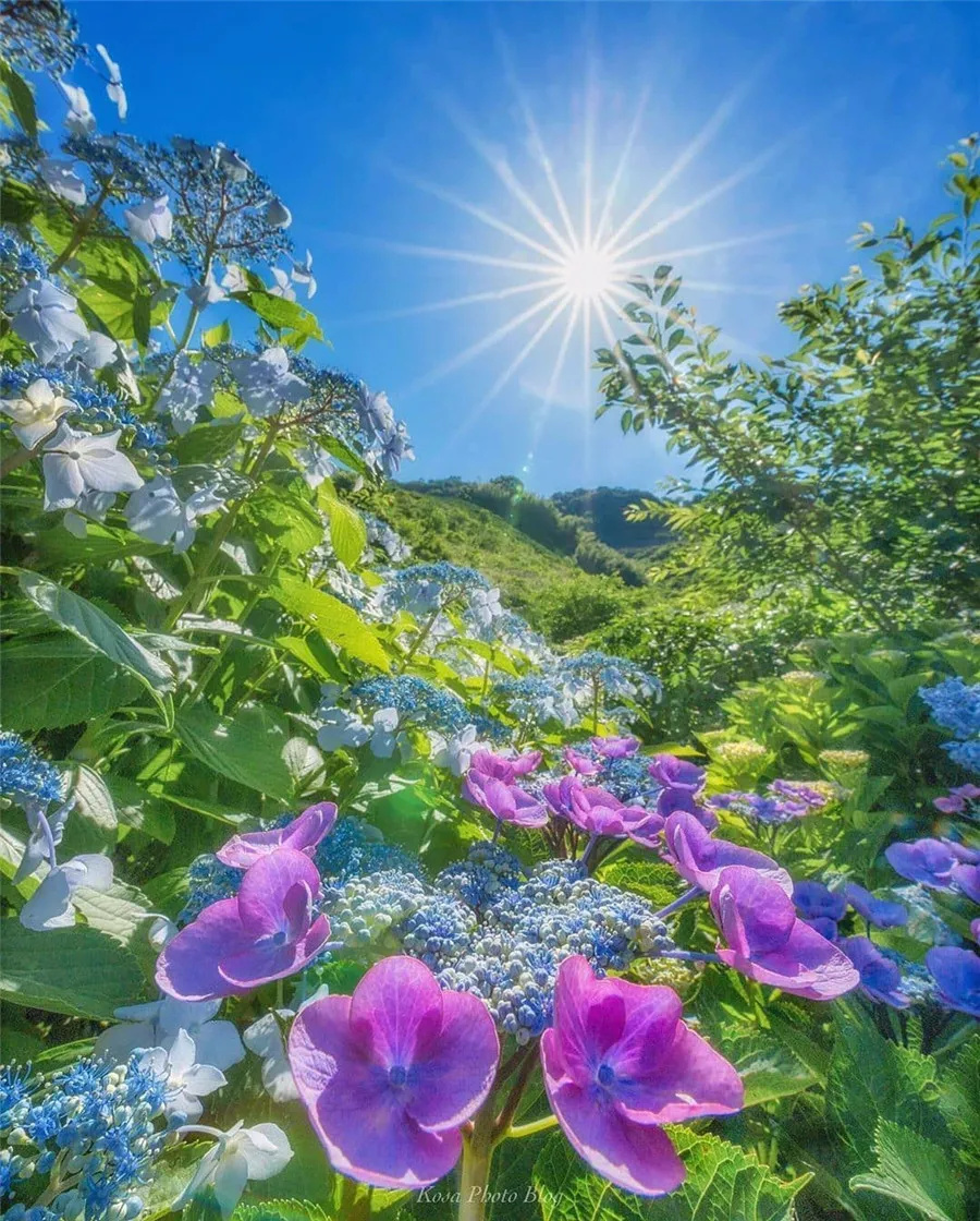 阳光普照大地大地铺满鲜花满眼都是欣欣向荣满眼都是百花争艳