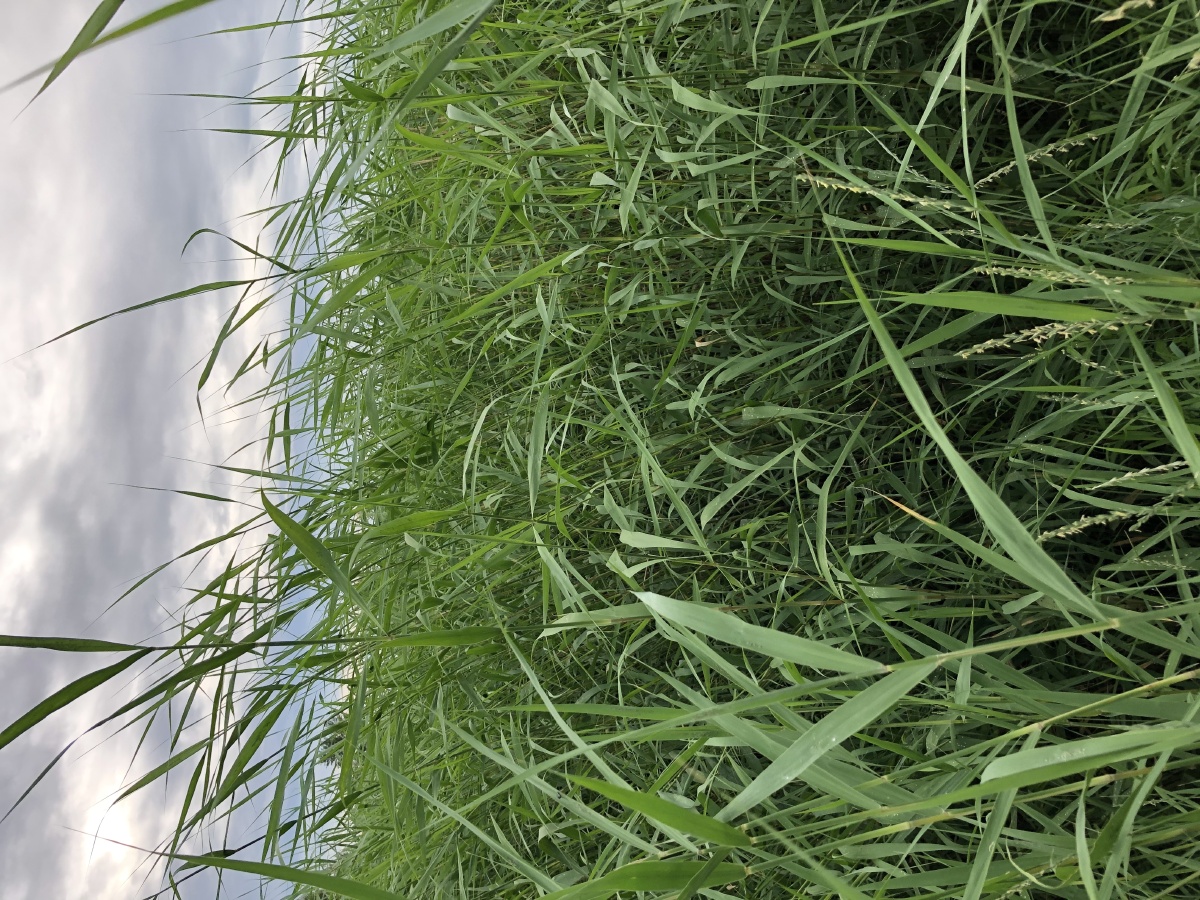 芦苇- 贝尔湖张 - 图虫