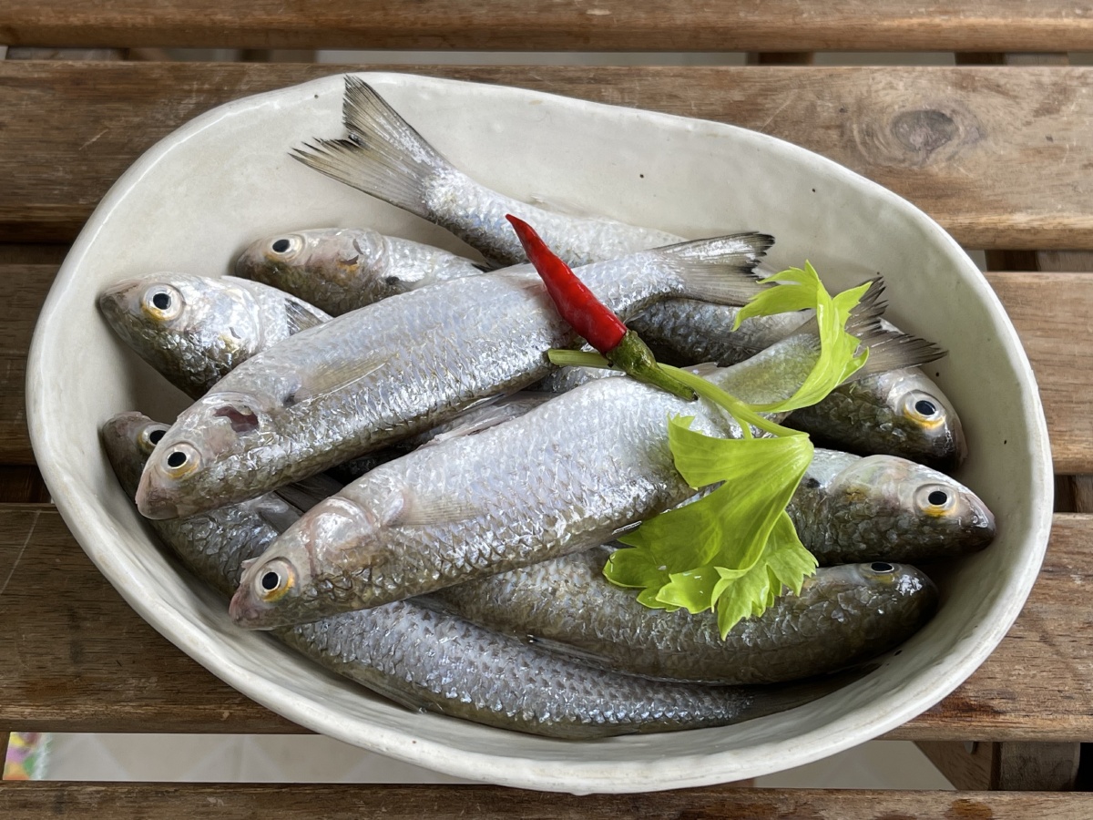 弦鱼鲻鱼的一种