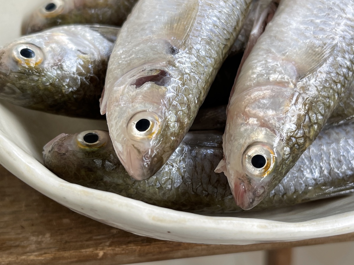 弦鱼鲻鱼的一种