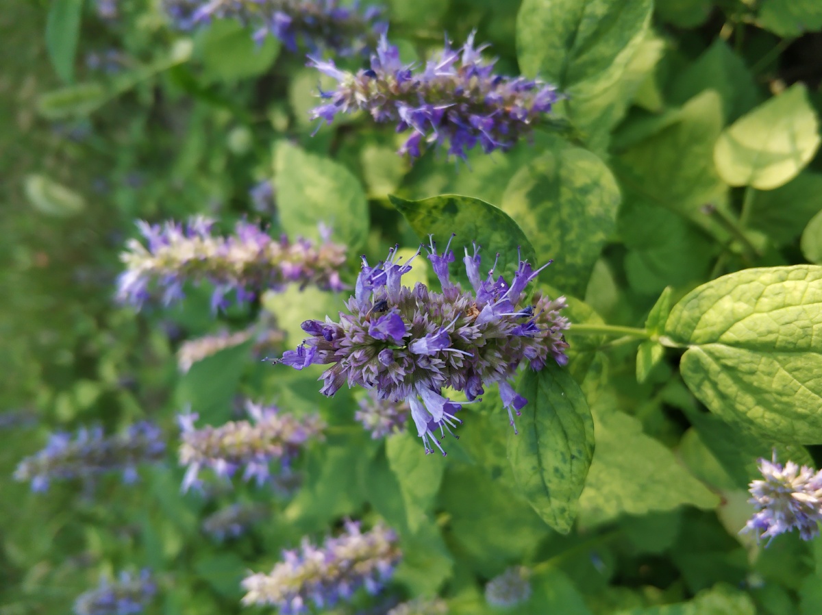 藿香花开 中草药藿香