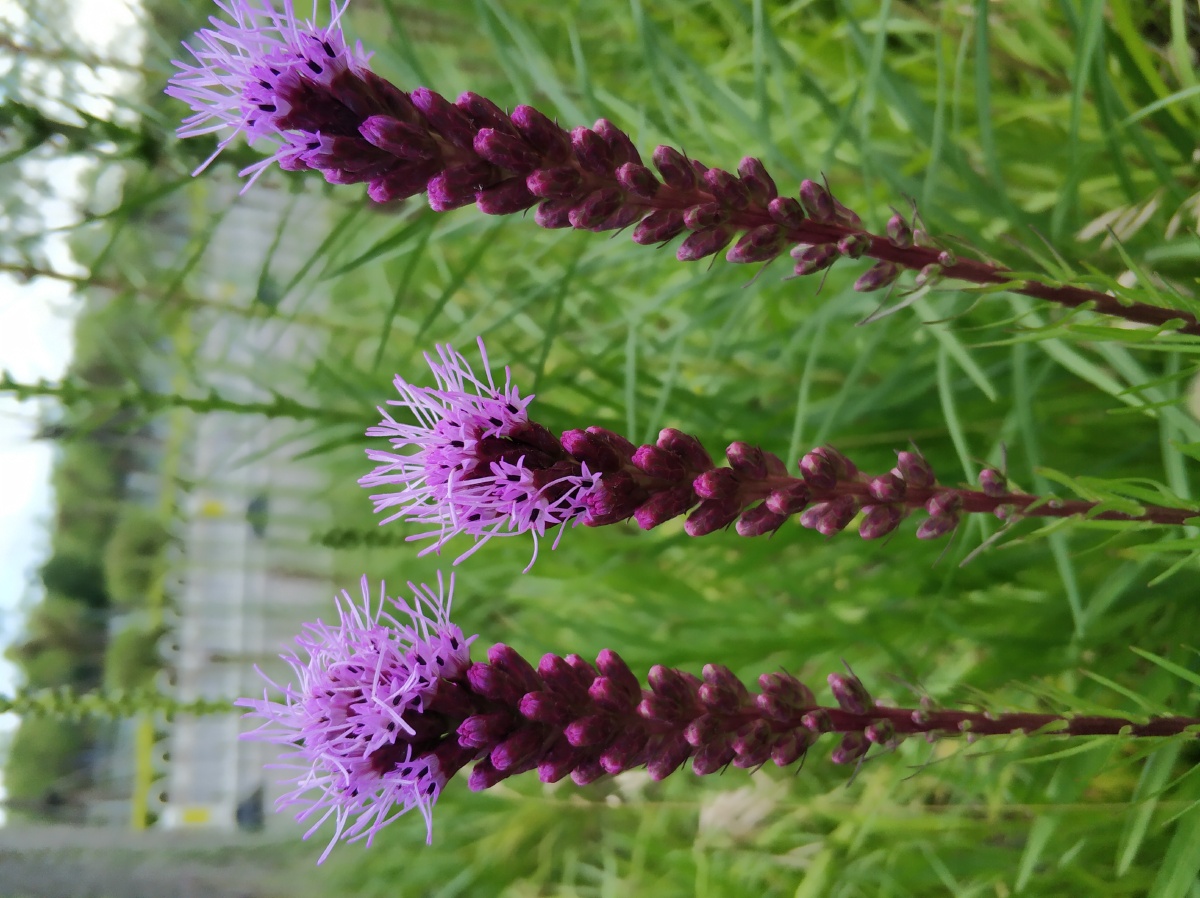 紫色串花拍摄于公园