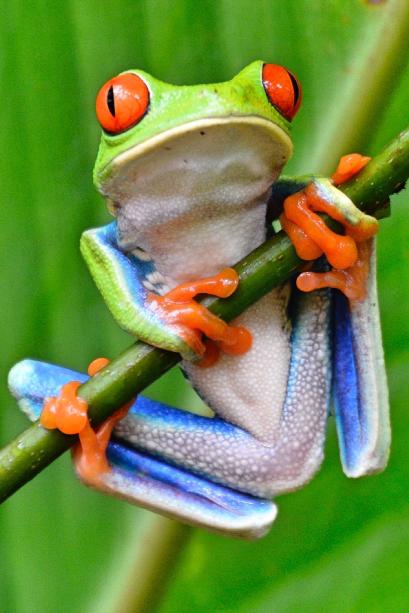 萌萌的红眼树蛙@哥斯达黎加 - jerry_hrm - 图虫