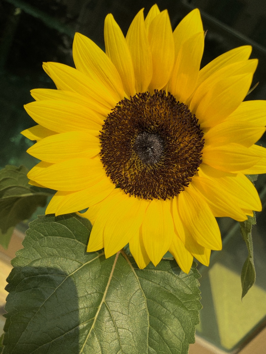 向日葵送给自己一片阳光77