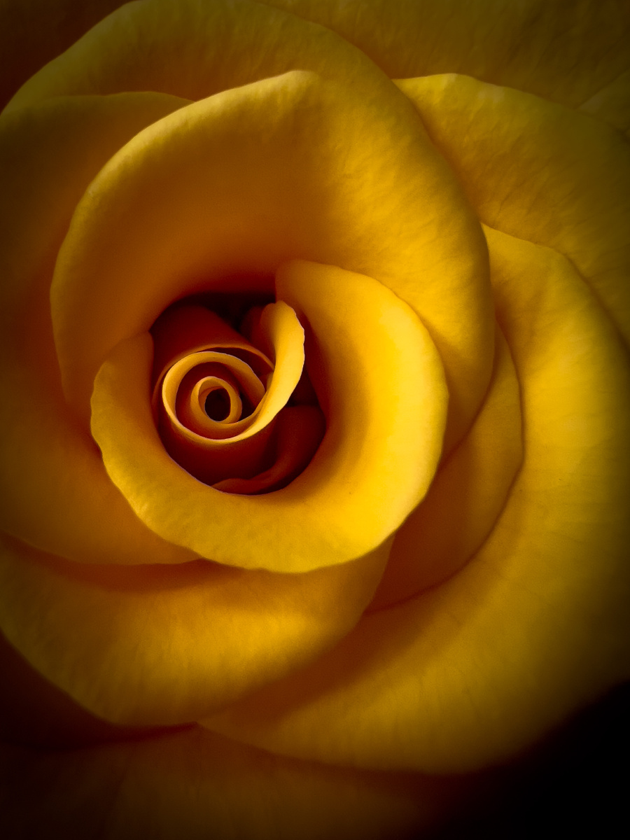 过年买了一束花一束叫辉煌的花