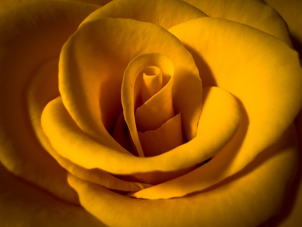 过年买了一束花一束叫辉煌的花