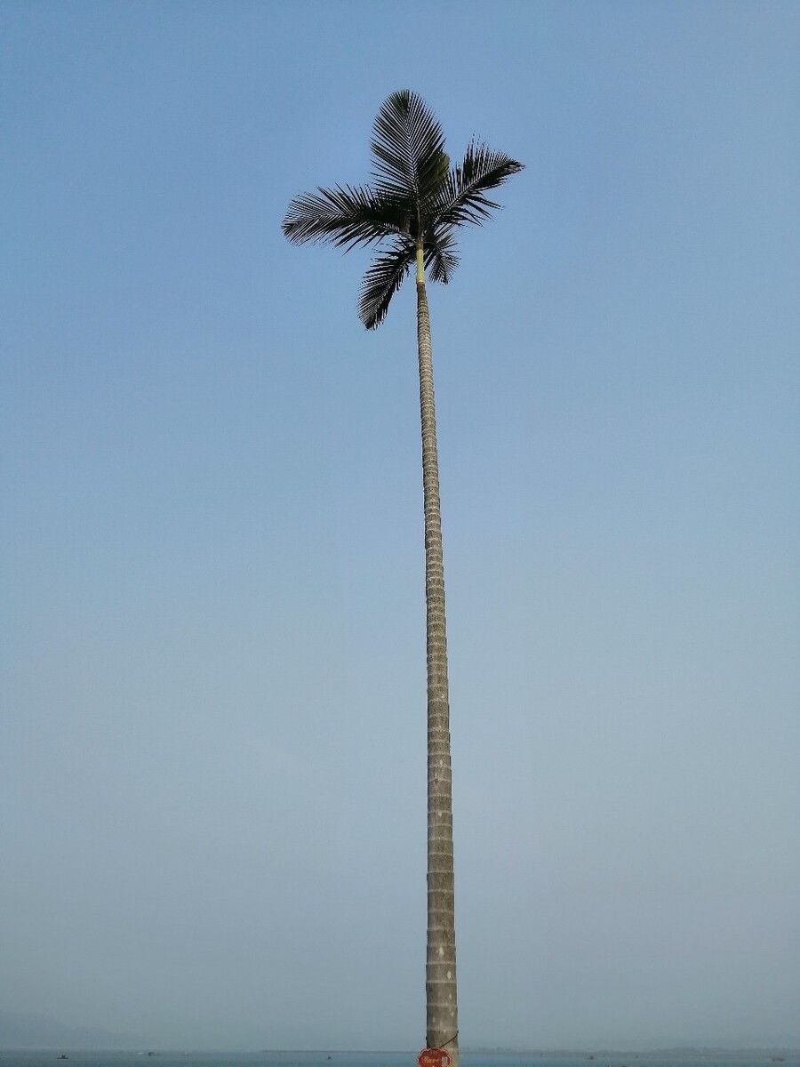 假槟榔树