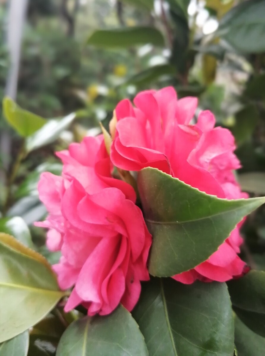山茶花的花语是谦逊、理想的爱、美德、可爱。