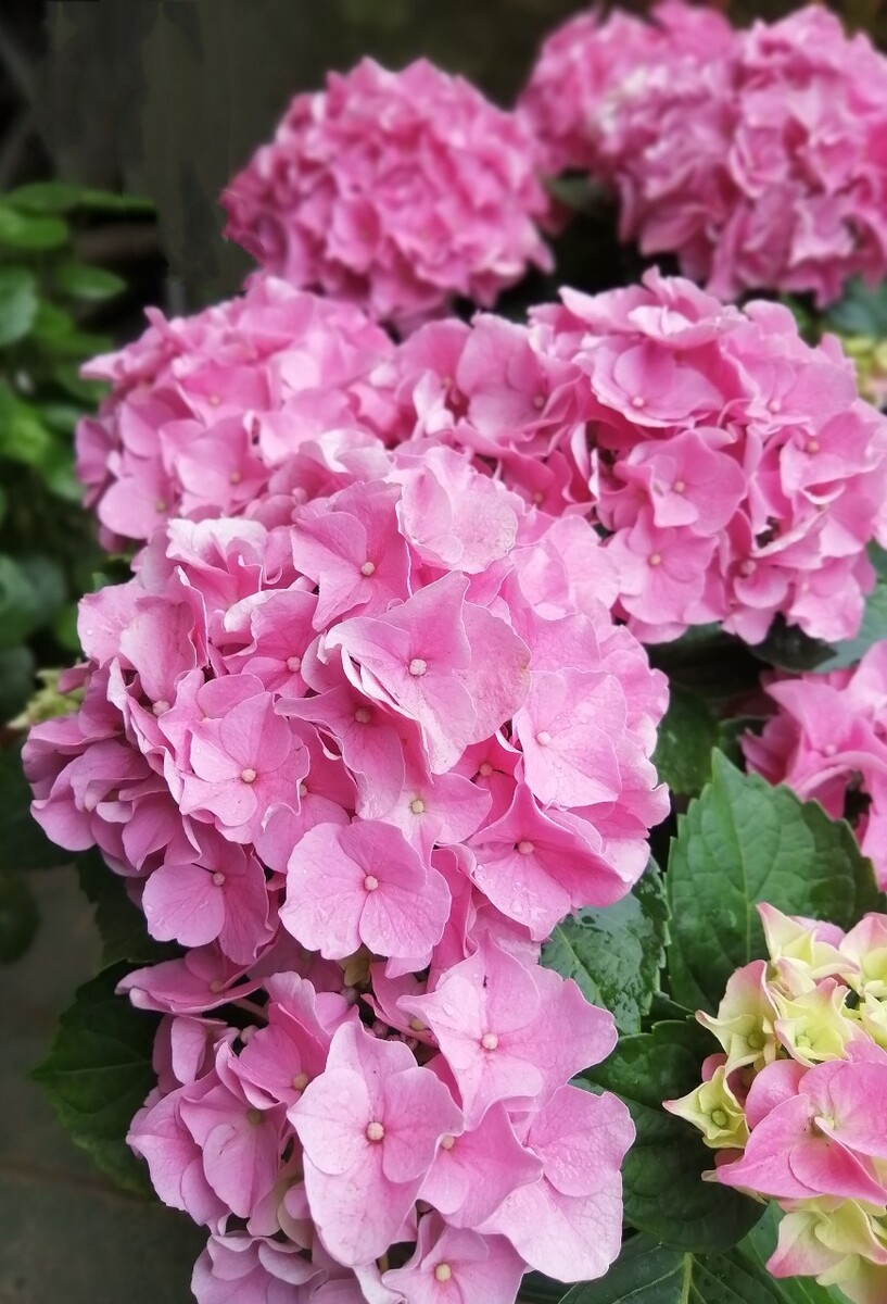 绣球花