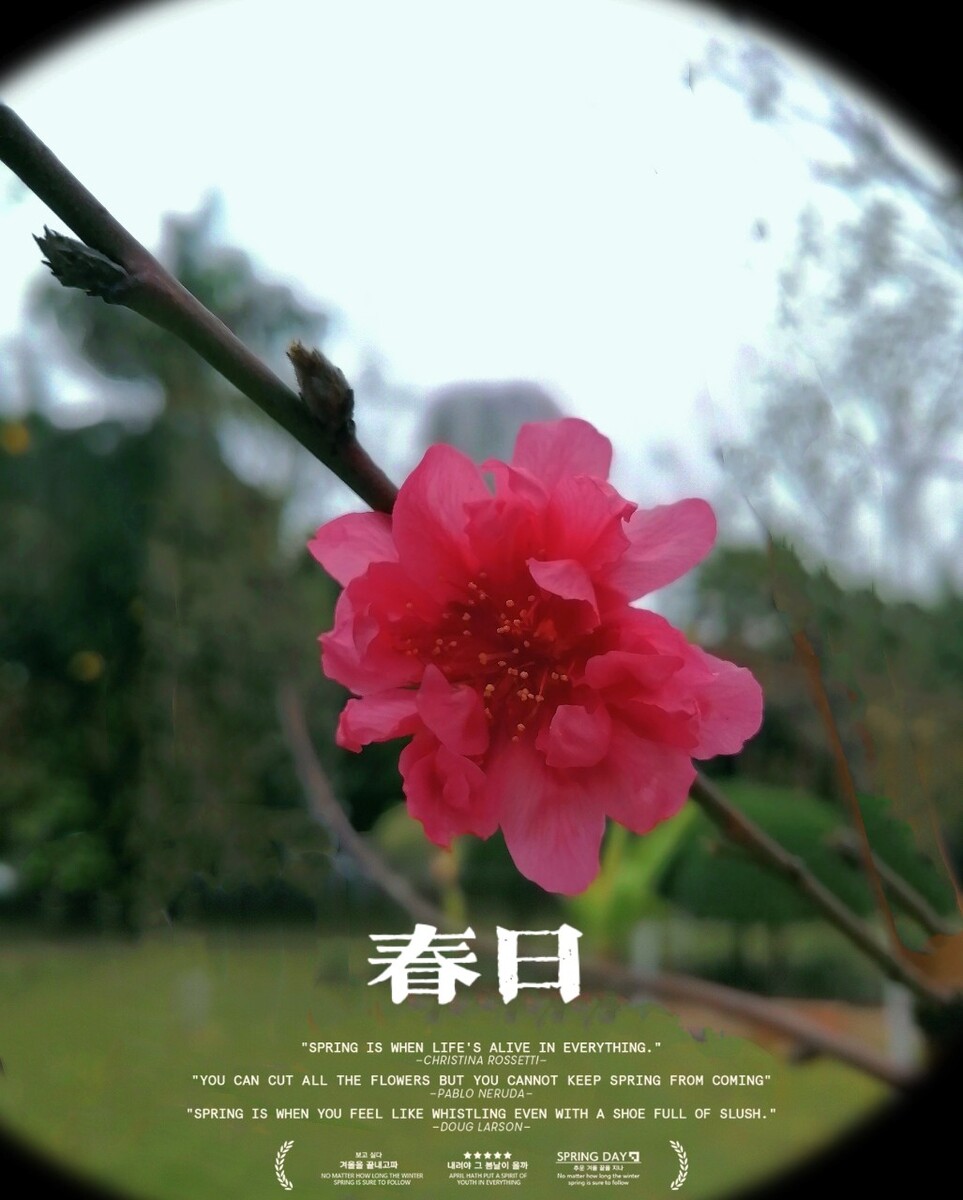 碧桃