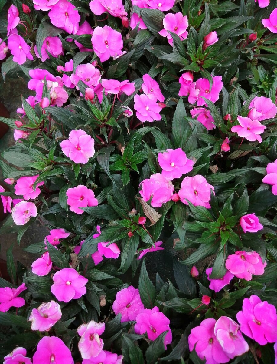 长春花