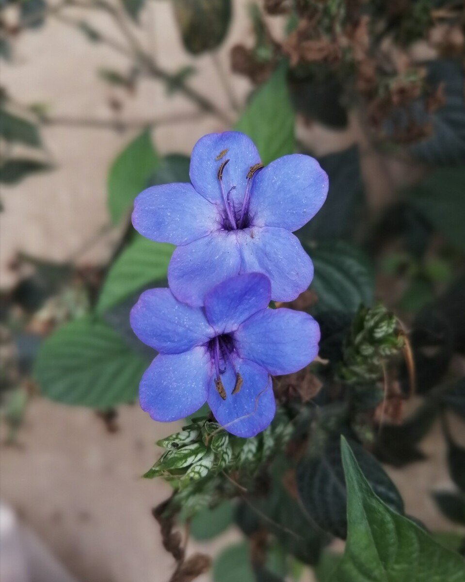 喜花草