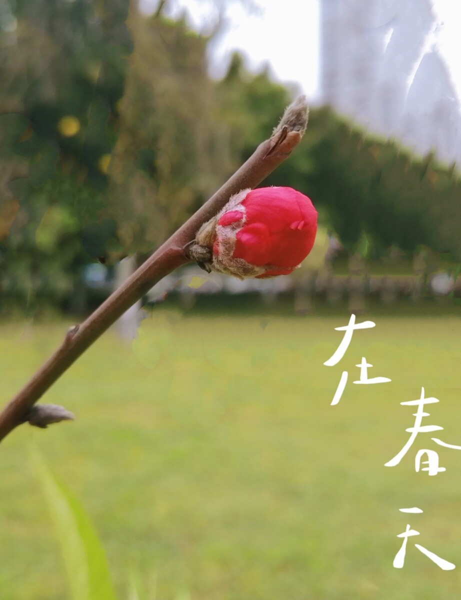 碧桃